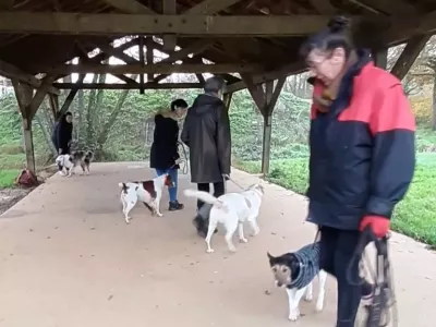 éducation canine 