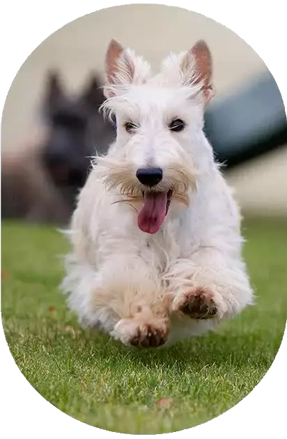 Éducation canin Diges, Éducation canin Auxerre, Éducation canin Monéteau